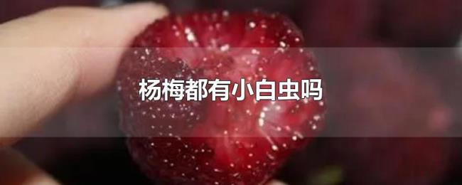 杨梅都有小白虫吗