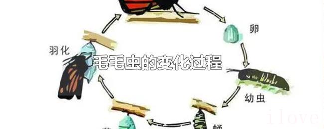 毛毛虫的变化过程