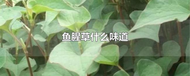 鱼腥草什么味道 鱼腥草什么味道