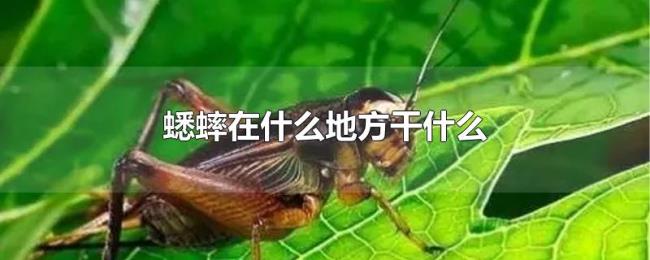 蟋蟀在什么地方干什么 蟋蟀在什么地方干什么