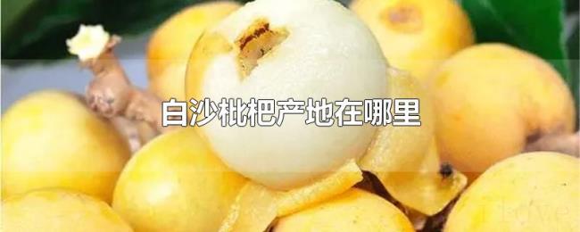 白沙枇杷产地在哪里