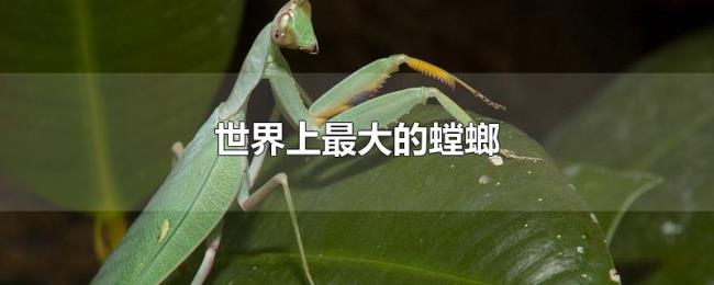 世界上最大的螳螂