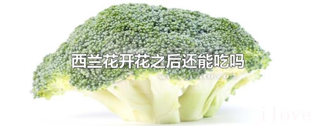 西兰花开花之后还能吃吗
