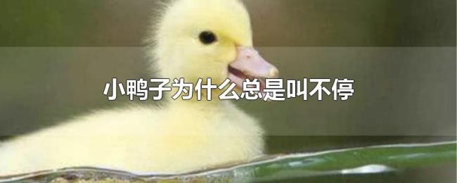 小鸭子为什么总是叫不停 小鸭子为什么总是叫不停