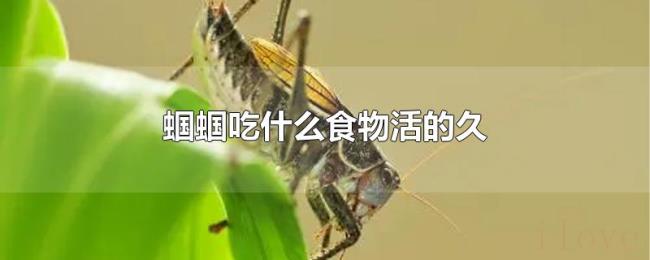 蝈蝈吃什么食物活的久