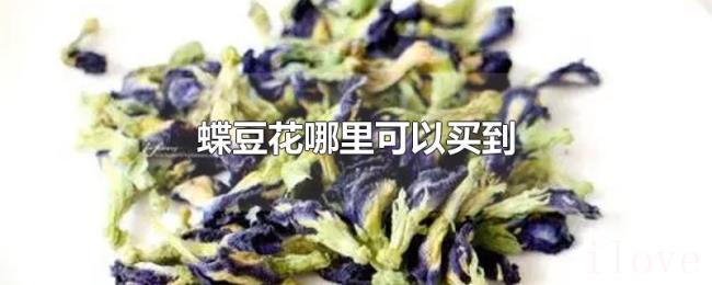 蝶豆花哪里可以买到 蝶豆花哪里可以买到