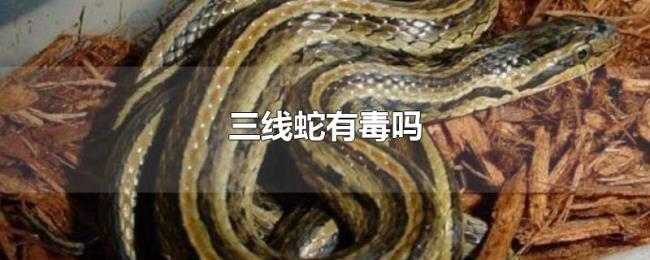 三线蛇有毒吗 三线蛇有毒吗