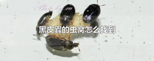 黑皮蠹的虫窝怎么找到 黑皮蠹的虫窝怎么找到