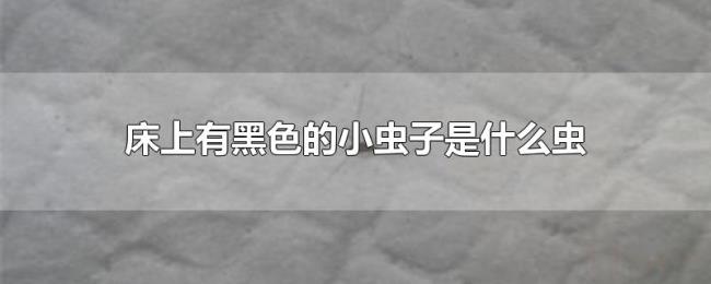 床上有黑色的小虫子是什么虫 床上有黑色的小虫子是什么虫