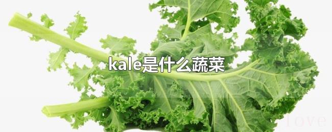 kale是什么蔬菜 kale是什么蔬菜