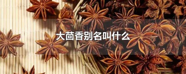 大茴香别名叫什么 大茴香别名叫什么