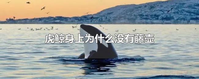 虎鲸身上为什么没有藤壶 虎鲸身上为什么没有藤壶