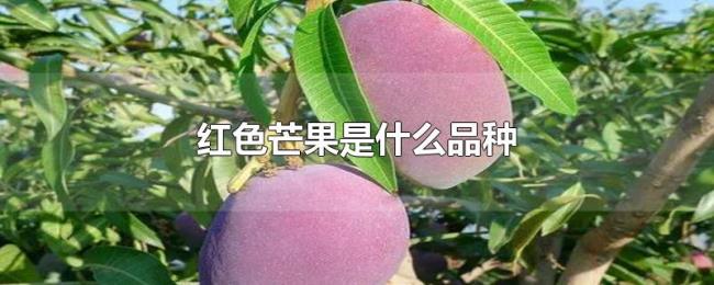 红色芒果是什么品种 红色芒果是什么品种