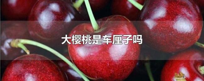 大樱桃是车厘子吗 大樱桃是车厘子吗