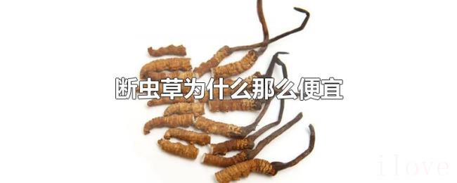 断虫草为什么那么便宜 断虫草为什么那么便宜