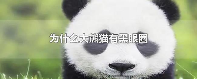 为什么大熊猫有黑眼圈 为什么大熊猫有黑眼圈