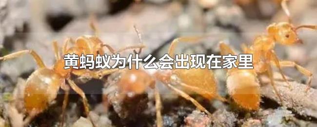 黄蚂蚁为什么会出现在家里 黄蚂蚁为什么会出现在家里
