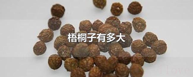 梧桐子有多大 梧桐子有多大
