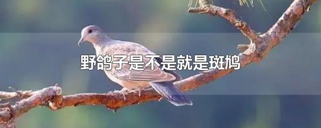野鸽子是不是就是斑鸠 野鸽子是不是就是斑鸠
