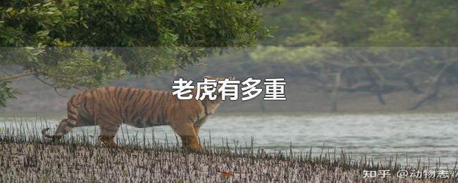 老虎有多重 老虎有多重