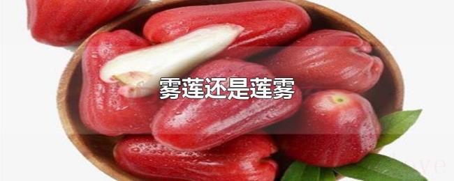 雾莲还是莲雾 雾莲还是莲雾