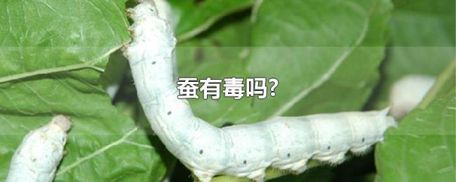 蚕有毒吗? 蚕有毒吗?