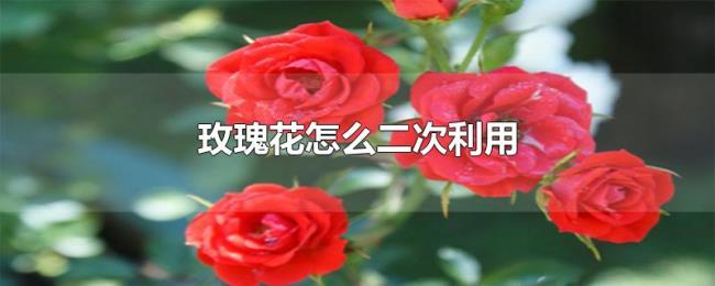 玫瑰花怎么二次利用 玫瑰花怎么二次利用