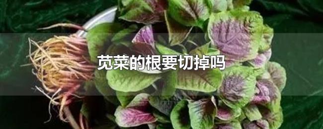 苋菜的根要切掉吗