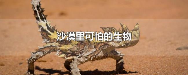 沙漠里可怕的生物 沙漠里可怕的生物