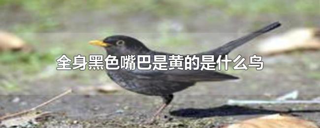 全身黑色嘴巴是黄的是什么鸟 全身黑色嘴巴是黄的是什么鸟