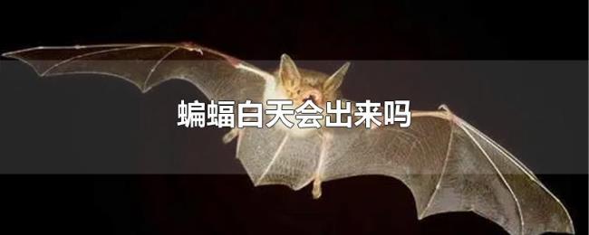 蝙蝠白天会出来吗 蝙蝠白天会出来吗