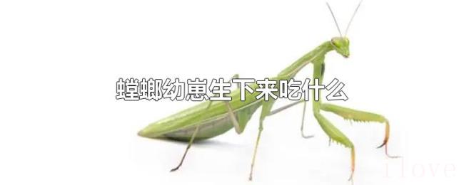 螳螂幼崽生下来吃什么