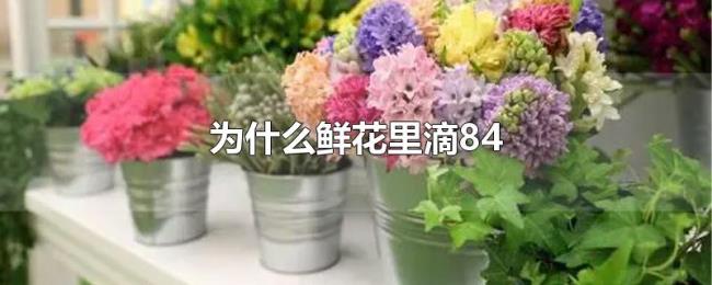 为什么鲜花里滴84 为什么鲜花里滴84