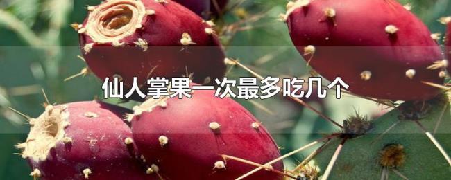 仙人掌果一次最多吃几个 仙人掌果一次最多吃几个