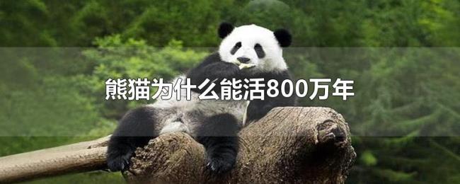 熊猫为什么能活800万年 熊猫为什么能活800万年