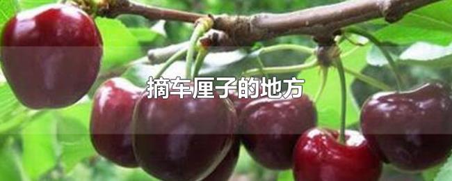 摘车厘子的地方 摘车厘子的地方