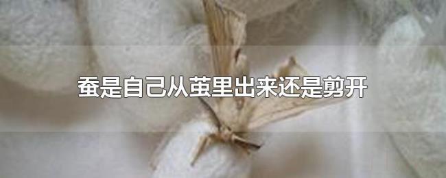 蚕是自己从茧里出来还是剪开 蚕是自己从茧里出来还是剪开