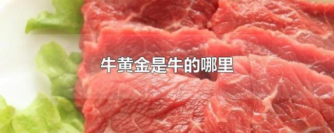 牛黄金是牛的哪里 牛黄金是牛的哪里