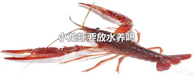 小龙虾要放水养吗 小龙虾要放水养吗