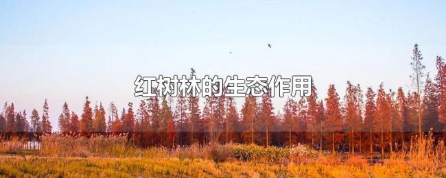 红树林的生态作用 红树林的生态作用