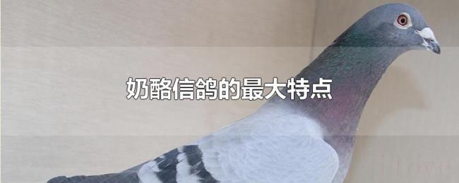 奶酪信鸽的最大特点 奶酪信鸽的最大特点