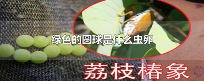 绿色的圆球是什么虫卵 绿色的圆球是什么虫卵