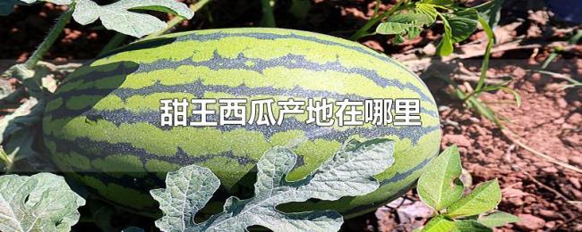 甜王西瓜产地在哪里 甜王西瓜产地在哪里
