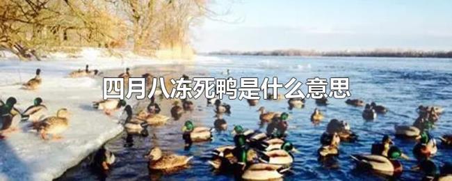 四月八冻死鸭是什么意思 四月八冻死鸭是什么意思
