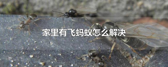 家里有飞蚂蚁怎么解决 家里有飞蚂蚁怎么解决