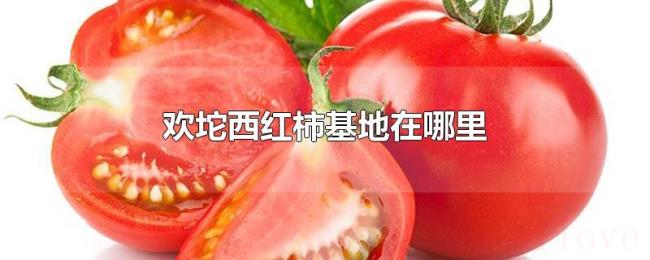 欢坨西红柿基地在哪里 欢坨西红柿基地在哪里