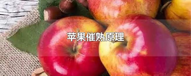 苹果催熟原理 苹果催熟原理