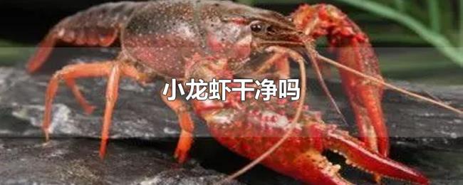 小龙虾干净吗 小龙虾干净吗