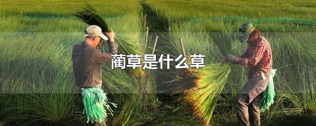 蔺草是什么草 蔺草是什么草
