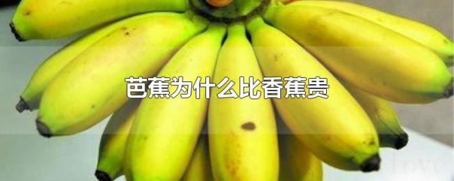 芭蕉为什么比香蕉贵 芭蕉为什么比香蕉贵